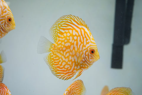 Yellow Pigeon Discus Size 3.5"-4"