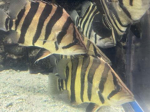 *Special* Sumatra Datnoid 11” (Extra Large)