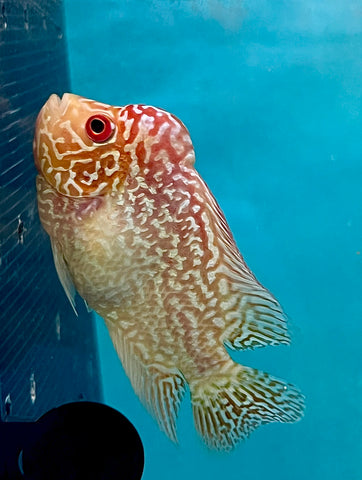 New Arrival #5 Golden Base Kamfa Male Flowerhorn (Mini Size 2.5”) Potential Small Kamfa