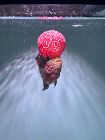 VIP Flowerhorn Red Base Kamfa F3 Hybrid size 6” Premium Collection Grade (High-End Flowerhorn)