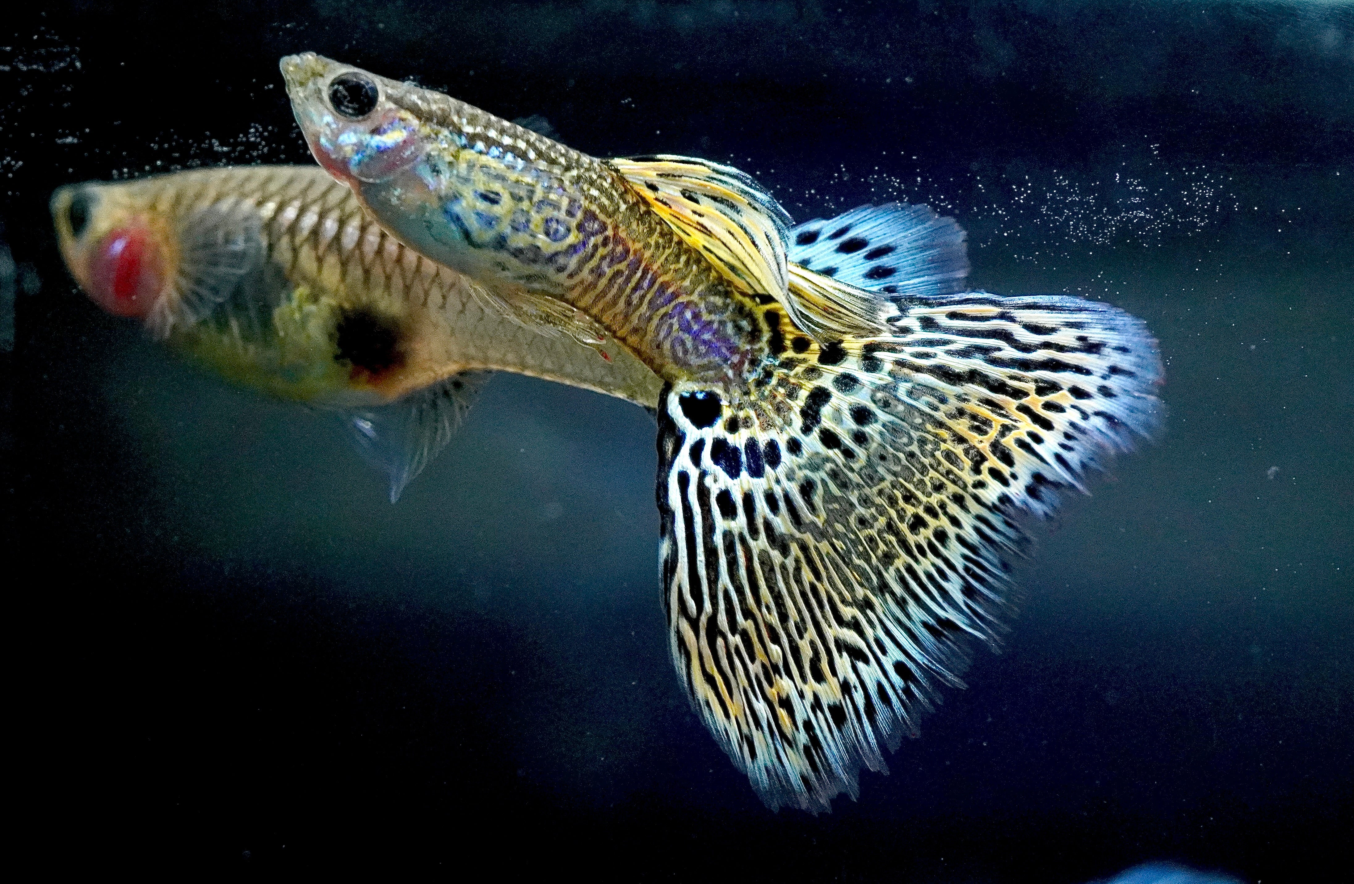 1 Pair – Live Yellow Tiger Halfmoon Guppies – Breeding Pair – Freshwater, Peaceful, Beginner Friendly
