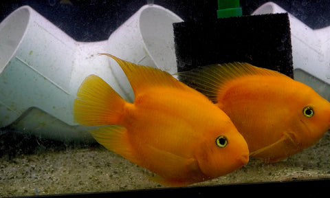 Golden Yuanbao Parrot Fish - Ground Body Parrot Cichlid  - Size 5-6” Premium Grade A