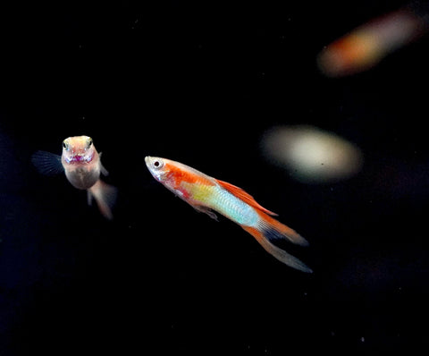 *RARE* Double Swords Red Wild Endler Guppy