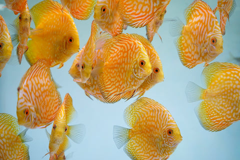 Yellow Pigeon Discus Size 3.5"-4"