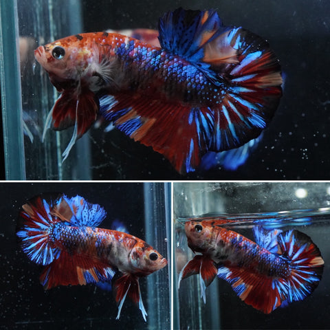 #6 (New Arrival) Galaxy Koi Star Tail Plakat Betta Fish - High Quality Live Aquarium Male Betta Fish