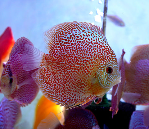 Leopard “Panthera” High Body Discus size 4.5” Premium Grade Discus