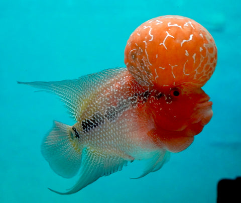 #1 Super Red Dragon Flowerhorn (Super Big Hump Head)