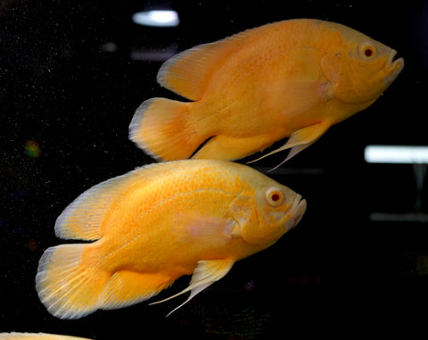 Full Body Lemon Oscar Size Large 9”-10”