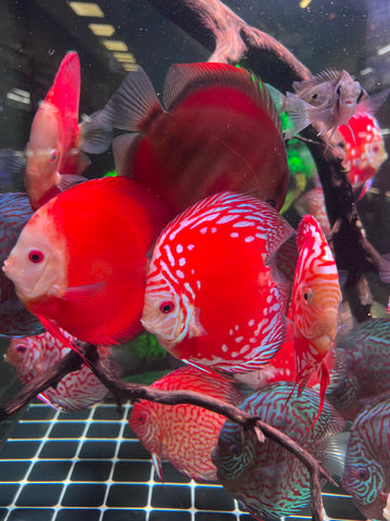 High Body “Heart Shape” Red Panda Discus size 5-6” Premium Grade Discus