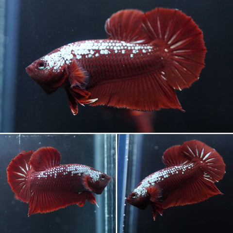 #19 (New Arrival) Rare Red Mamba Samurai Male Plakat Betta Fish - High Quality Live Aquarium Male Betta Fish