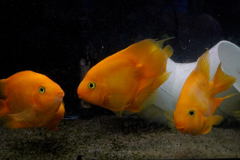 Golden Yuanbao Parrot Fish - Ground Body Parrot Cichlid  - Size 5-6” Premium Grade A