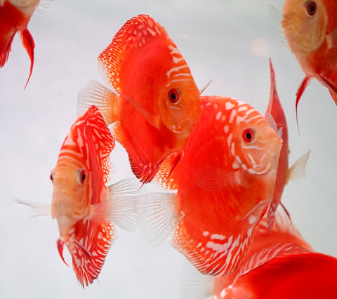 Red Panda Discus Fish 4”-4.5" High Quality Discus