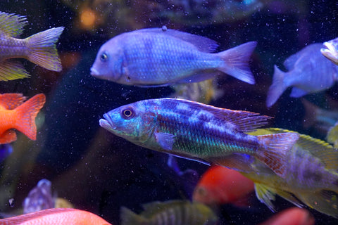 Fusco Haps Cichlids Malawi - African Cichlids Size 4.5”