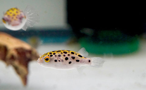 Green Spotted Puffer (Braskish Water)