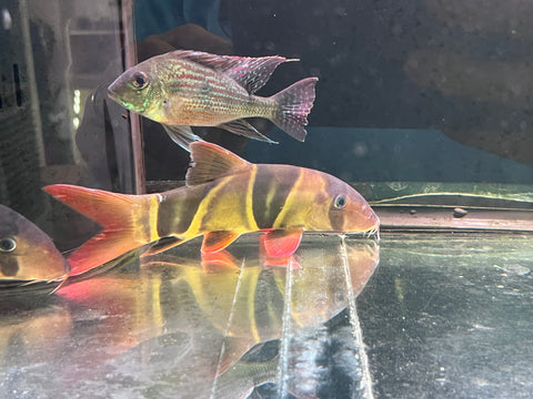 Clown Loach Size 10”