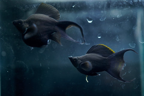 Breeding Size Black Balloon Molly