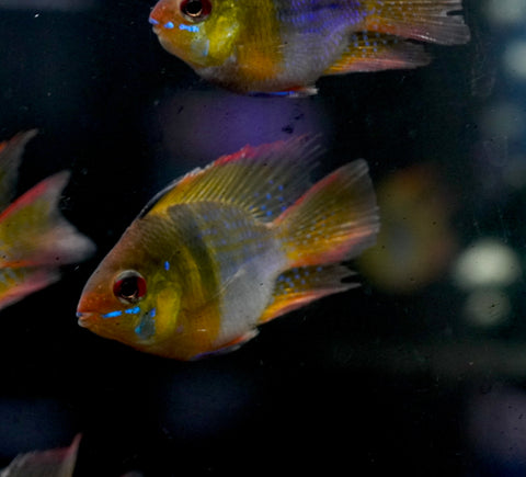 German Balloon Rams - Cichlid Rams Short Body