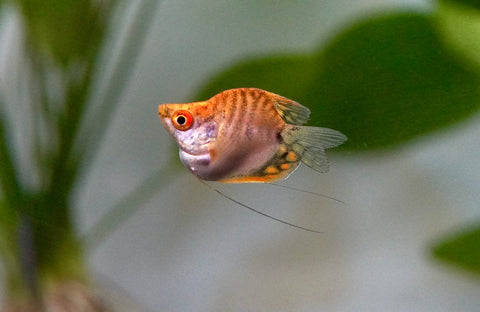 Golden Pearl Balloon Gourami