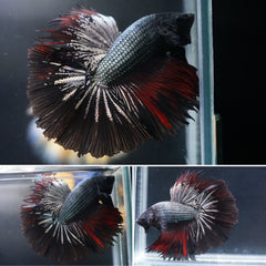 Deep Black Copper Over Halfmoon Tail - High Quality Live Aquarium Male Betta Fish