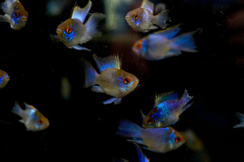 RARE Electric Blue Balloon Ram Cichlids (Short Body)