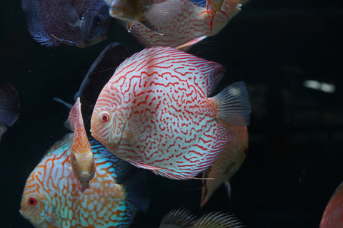 Albino Leopard Snakeskin High Body Discus 5.5-6” - Premium Grade
