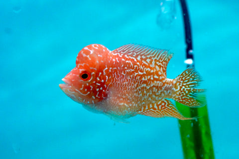 *NEW #1 Golden Base Kamfa Male Flowerhorn (Mini Size 2”) Potential Small Kamfa