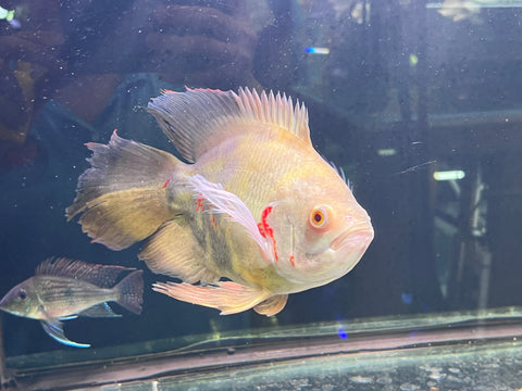 Super Short Body White Oscar Longfin Size Large 9”-10” Tail Included