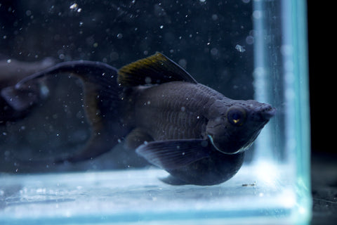 Breeding Size Black Balloon Molly