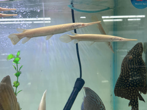 Albino Florida Gar Fish size 8-10”