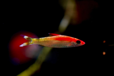 Golden Roseline Shark