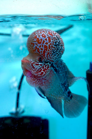 #2 Super Red Dragon Flowerhorn (Super Big Hump Head)