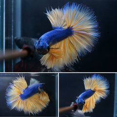 #2 Blue Body Mustard Gas Over Halfmoon Tail - High Quality Live Aquarium Male Betta Fish (Copy)