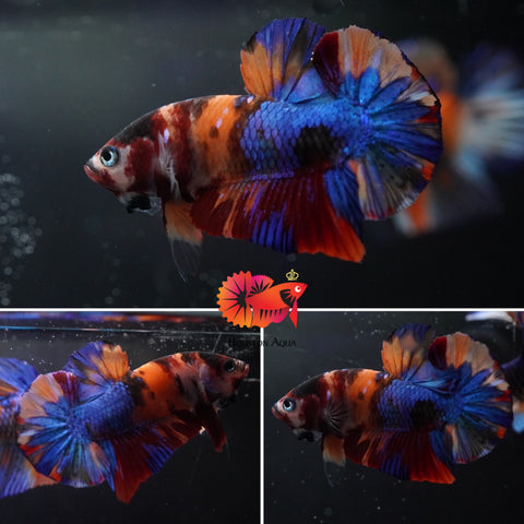 #5 (New Arrival) Orange Tiger Blue Eyes Nemo Koi Male Plakat Betta Fish - High Quality Live Aquarium Male Betta Fish