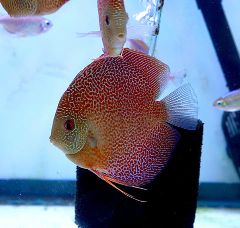 Leopard “Panthera” High Body Discus size 4.5” Premium Grade Discus