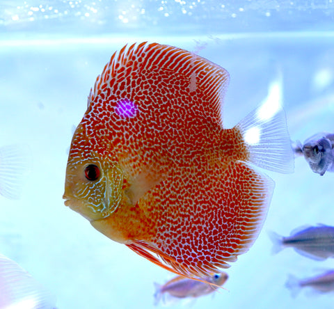 Leopard “Panthera” High Body Discus size 4.5” Premium Grade Discus