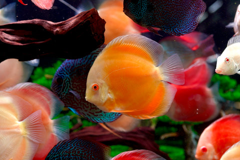 Albino Yellow High Body Discus size 4.5” Premium Grade Discus