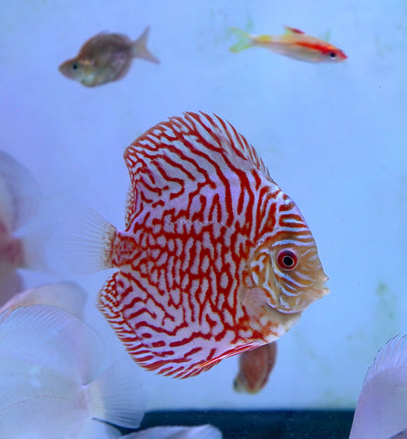 Red Tiger High Body Discus size 4.5” Premium Grade Discus