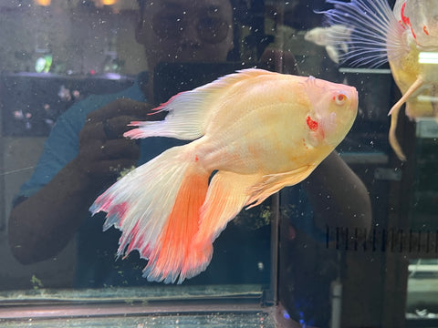 Super Short Body White Oscar Longfin Size Large 9”-10” Tail Included
