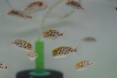 Green Spotted Puffer (Braskish Water)