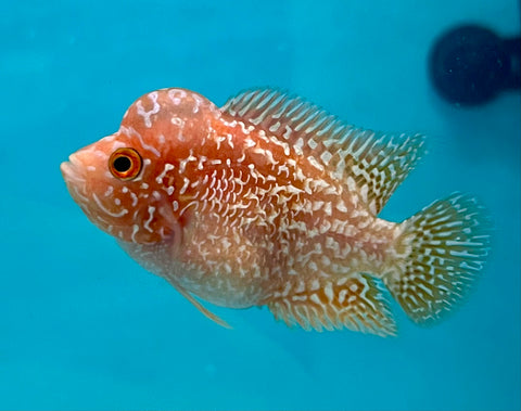 New Arrival #1 Golden Base Kamfa Male Flowerhorn (Mini Size 2”) Potential Small Kamfa