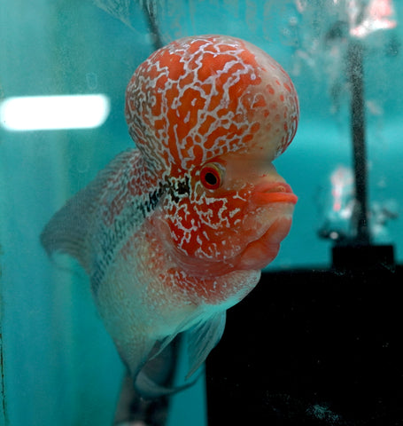 #6 Super Red Dragon Flowerhorn (Super Big Hump Head)