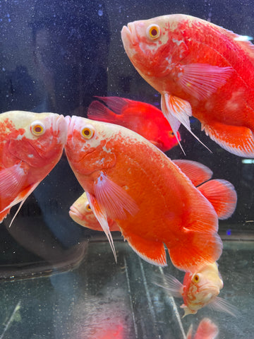 Super Red Chili Oscar Size Large 9”-10”