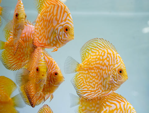 Yellow Pigeon Discus Size 3.5"-4"