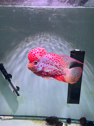 #2 VIP Thick Pearl Golden Base Red Kamfa F2 Flowerhorn size 6” Premium VIP Collection Grade (High-End Flowerhorn)