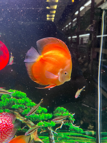 High Body “Heart Shape” Yellow Melon Discus size 5-6” Premium Grade Discus