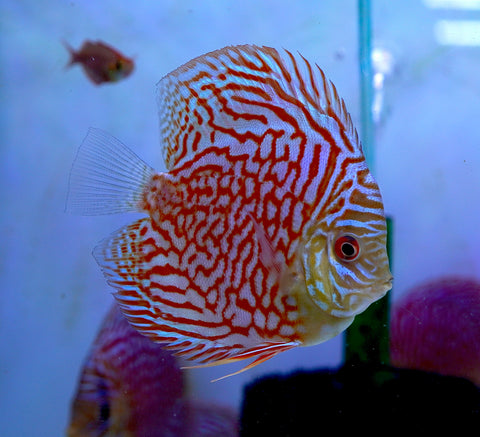 Red Tiger High Body Discus size 4.5” Premium Grade Discus
