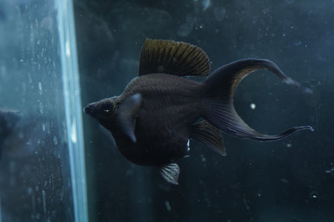 Breeding Size Black Balloon Molly