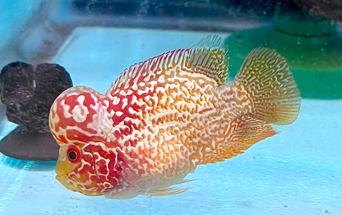 *NEW #2 Golden Base Kamfa Male Flowerhorn (Mini Size 2”) Potential Small Kamfa