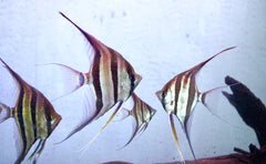 Altum Orinoco Angel Fish size Large 4.5" - 5" Tall