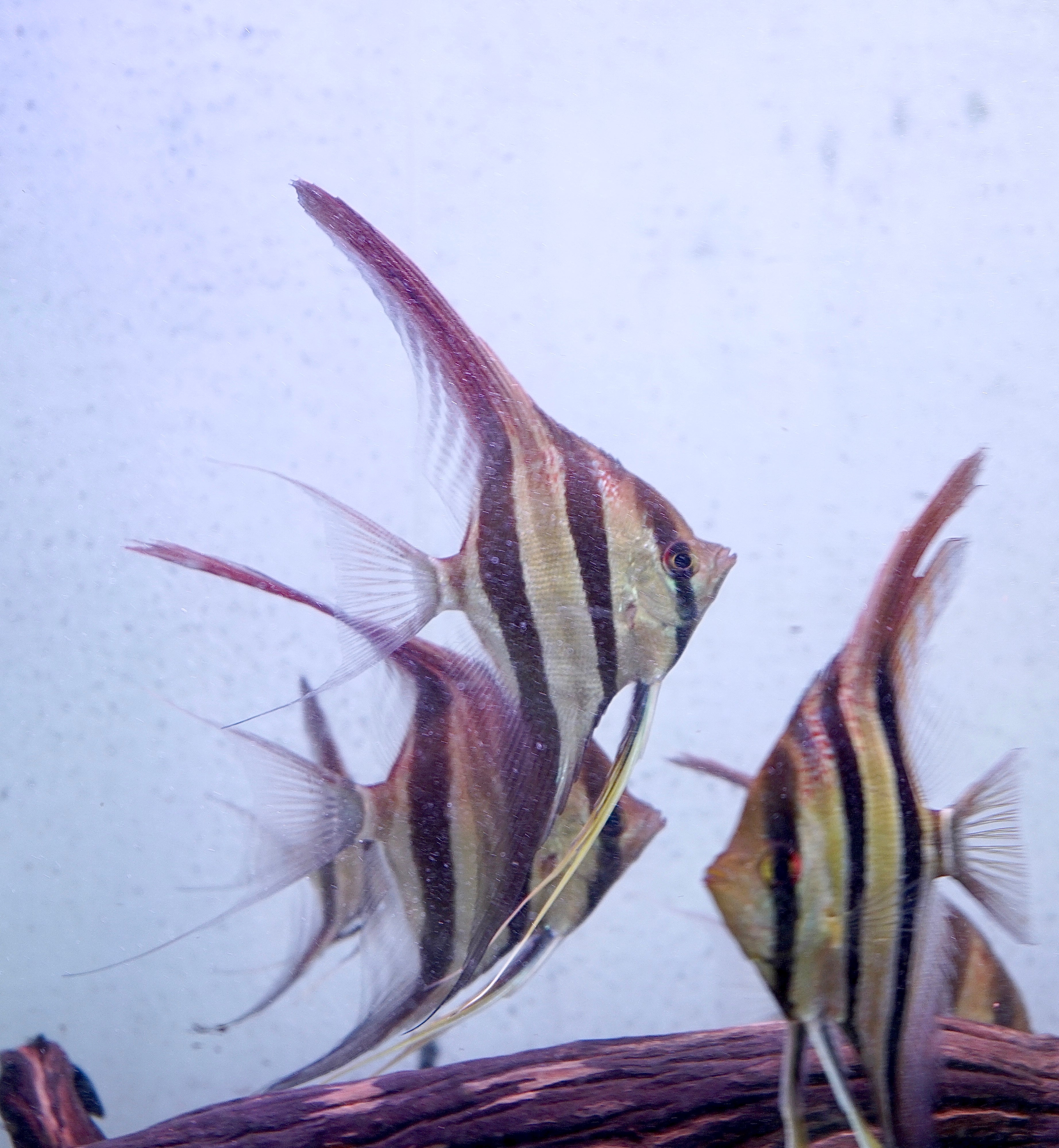 Altum Orinoco Angel Fish size Large 4.5" - 5" Tall